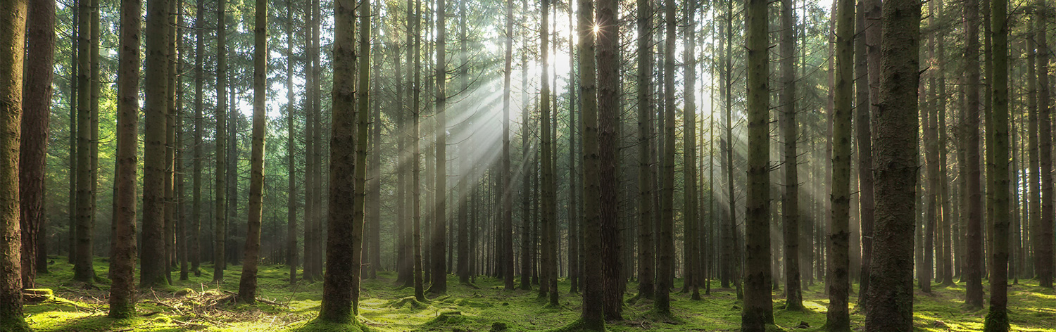 Forêt, massif forestier et bois 